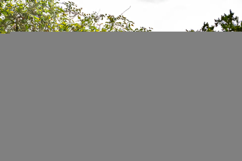 Paris: Van Gogh & Monet (Giverny) Tour with Montmartre Walk
