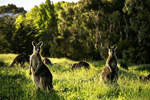 Great Ocean Road Boutique Minibus Reverse Tour & 12 Apostles Minibus Meeting Point Pickup (Max 23 Guests)