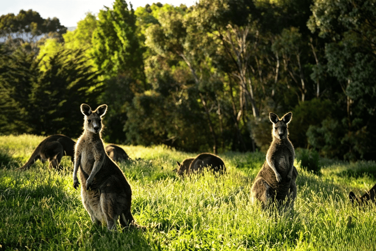 Great Ocean Road Boutique Minibus Reverse Tour & 12 Apostles Minibus Meeting Point Pickup (Max 23 Guests)