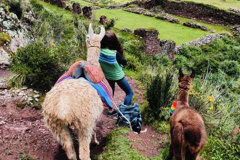 The Llama Hiking & History Experience in Racchi Ayllo