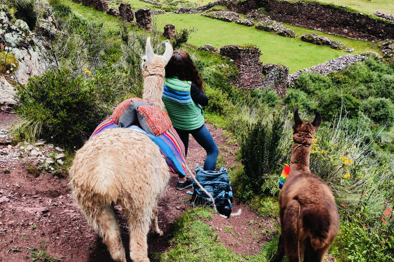 The Llama Hiking & History Experience in Racchi Ayllo