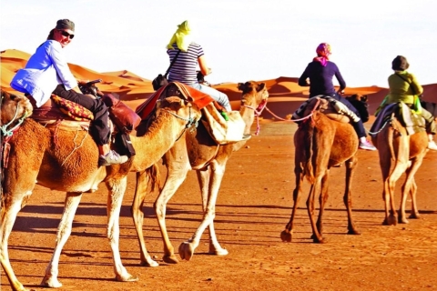 Doha Layover,Stopover Desert Safari Camel Ride & SandBoard