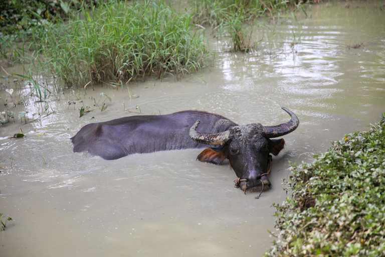 Chiang Mai : Buffles thaïlandais et plantation de riz