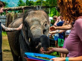 Koh Samui: Elephant Sanctuary and Jungle Tour with Lunch