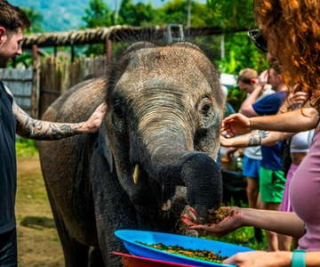 Koh Samui: Santuario de Elefantes y Excursión a la Selva con Almuerzo