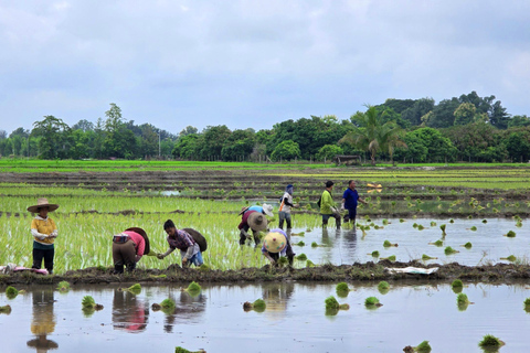 جولة شيانغ ماي بالدراجة: في ريف لانا مع مرشدرحلة ركوب الدراجات المشتركة لاستكشاف ريف لانا