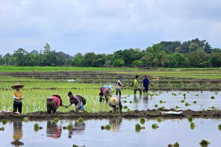 جولة شيانغ ماي بالدراجة: في ريف لانا مع مرشدرحلة ركوب الدراجات المشتركة لاستكشاف ريف لانا