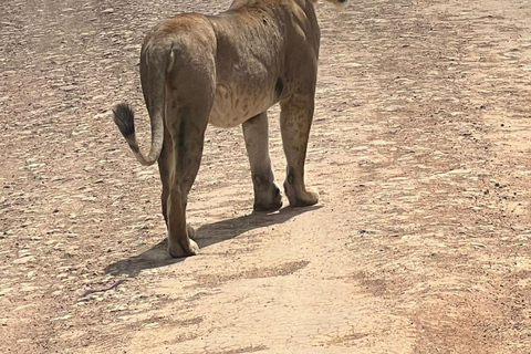 Nairobi National Park Game Drive Safari With Pick-Up