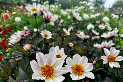 Région des bulbes : Tour cycliste des dahlias