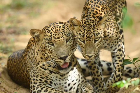 Van Arugambay naar Tangalle/Mirissa met Yala luipaardsafari