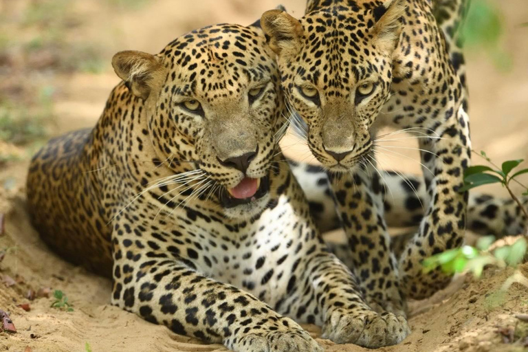 De Tangalle / Hiriketiya: Passeio e saída para o Safári em Yala - Ella12 h Safári de dia inteiro no Parque Nacional de Yala