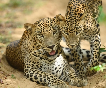 From Mirissa /Weligama /Tangalle to Yala Safari & Drop- Ella