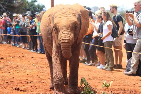 Tour del Centro delle Giraffe, dell'Orfanotrofio degli Elefanti e di Bomas Nairobi