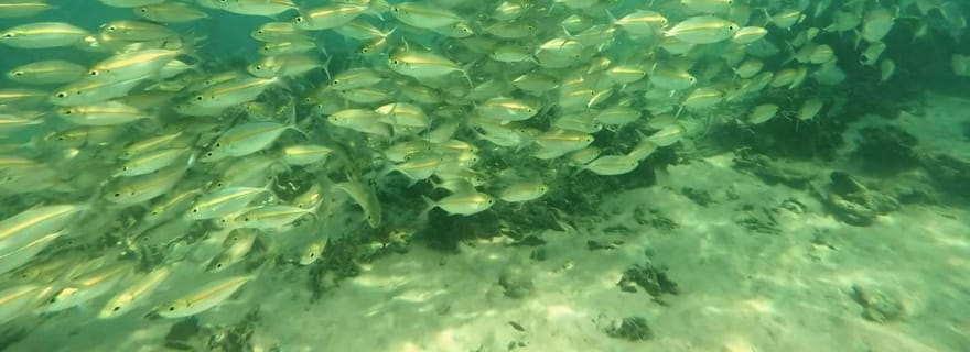 Koh Tao : excursion snorkeling d'une journée avec déjeuner et prise en charge à l'hôtel