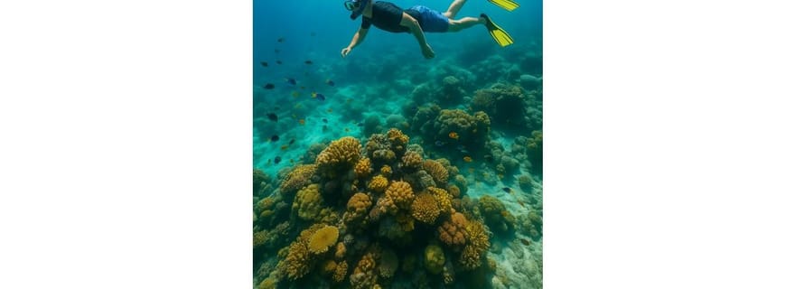 Aventure snorkeling à Jaffna : explorez les merveilles marines