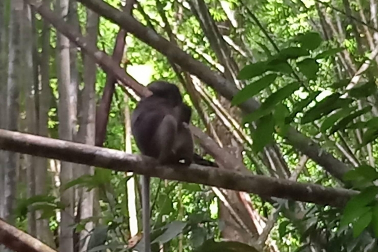 Encuentro con la fauna salvaje al atardecer en la jungla de Khao Sok y rafting en bambú