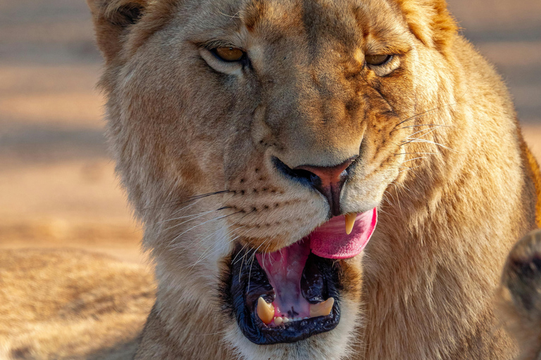 Nairobi: National Park Guided Game Drive Nairobi National Park Private Game Drive