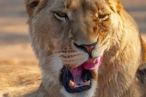 Nairobi: National Park Guided Game Drive