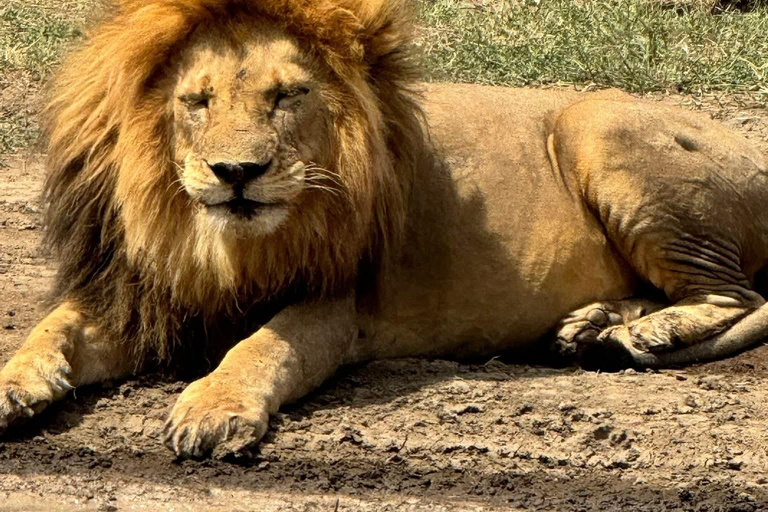 Zanzibar: Mikumi National Park Safari with Flight