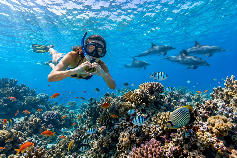Marsa Alam: Dolphin House Snorkeling Cruise Lunch & Transfer