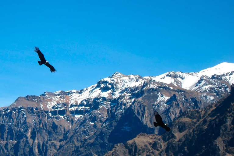 Från Arequipa: Colca Canyon Excursion 2D med slut i Puno