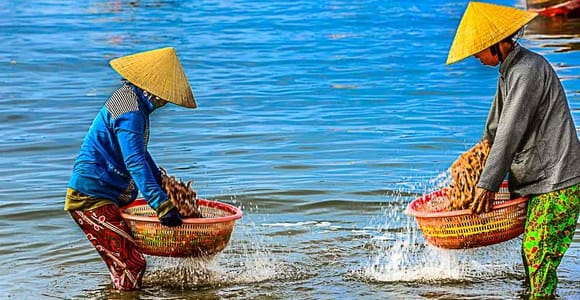 Hoi An: Sunrise Scooter Tour with Fish Market & Local Coffee