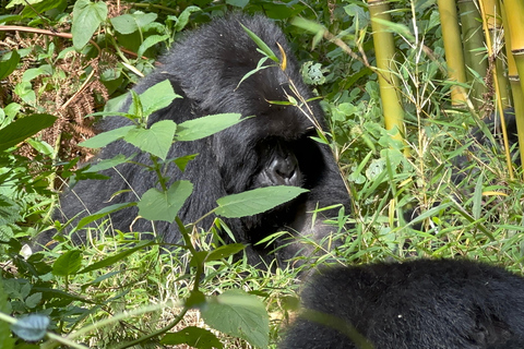 1-Day Rwanda Gorilla Trekking Volcanoes National Park