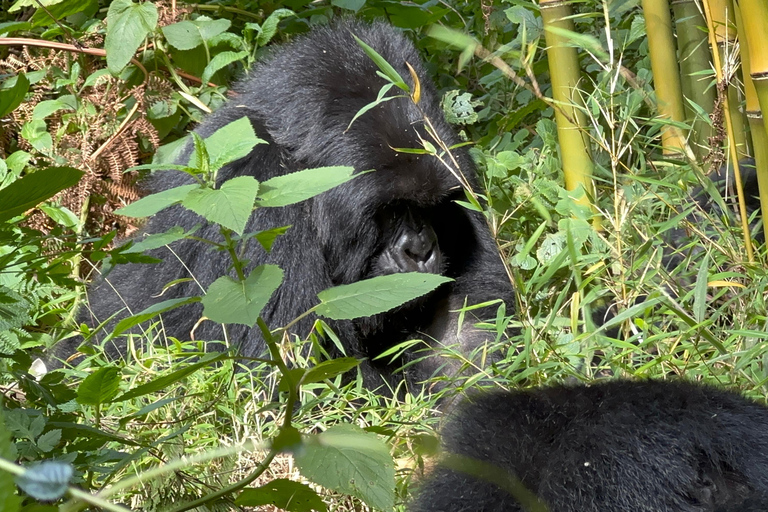 1-Day Rwanda Gorilla Trekking Volcanoes National Park
