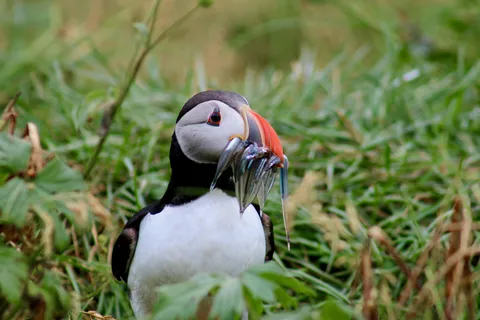 Wycieczka do wodospadu Puffin i Gufufoss z portu Seydisfjordur