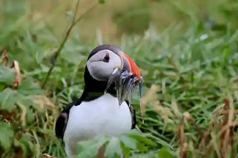 Tour di Puffin e delle cascate di Gufufoss dal porto di Seydisfjordur