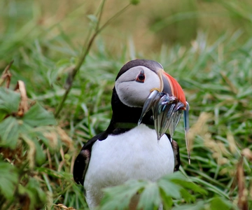 Puffin & Gufufoss Waterfall Tour from Seydisfjordur Port