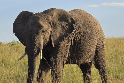 From Nairobi: 2 Days Maasai Mara Group Safari in 4WD Jeep 2 Days Maasai Mara Private safari