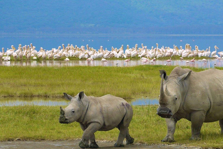 5 dagars privat safari i Masai Mara, Nakurusjön och Naivashasjön