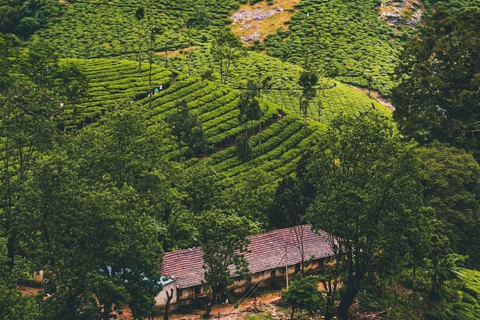 Klein Munnar: Vagamon Serene Teegärten, Wiesen und Wälder