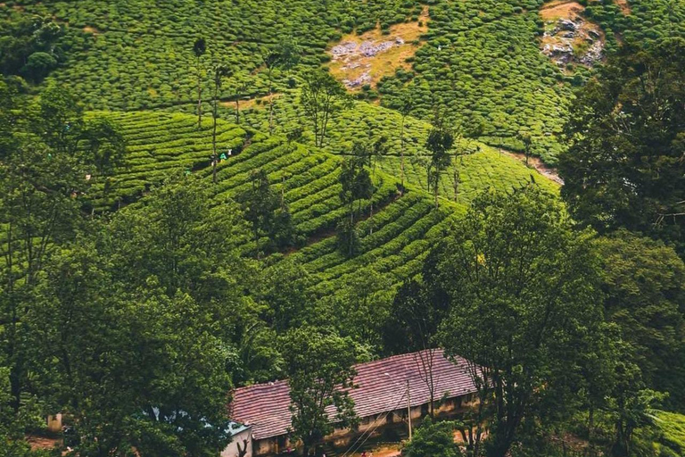 Klein Munnar: Vagamon Serene Teegärten, Wiesen und Wälder