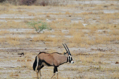 Windhoek: 3-Day Guided Safari in Etosha with Lodge
