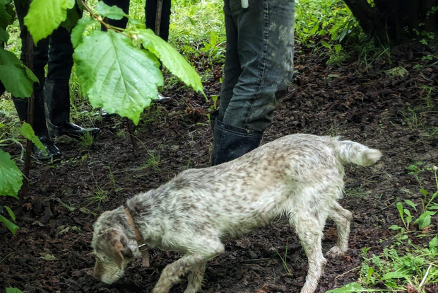 Langhe: Caça às trufas com o Trifulau local e o teu cão