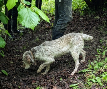 Langhe: Truffle Hunt with Local Trifulau and Dog