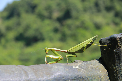 Half Day Hiking to Cat Ba National Park with a Guide