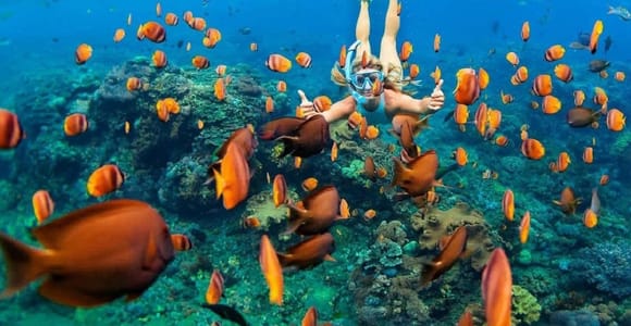 Phu Quoc: Real snorkel & island hopping by Speedboat(Max 12)