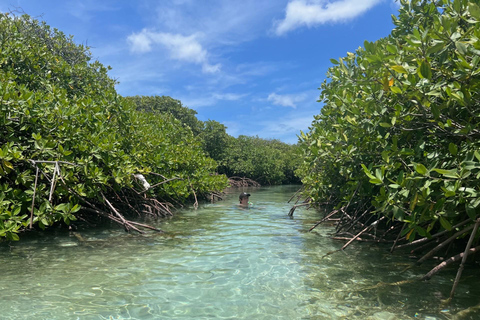 Aruba: Snorkeling and Beach Boat Tour with Lunch and Openbar