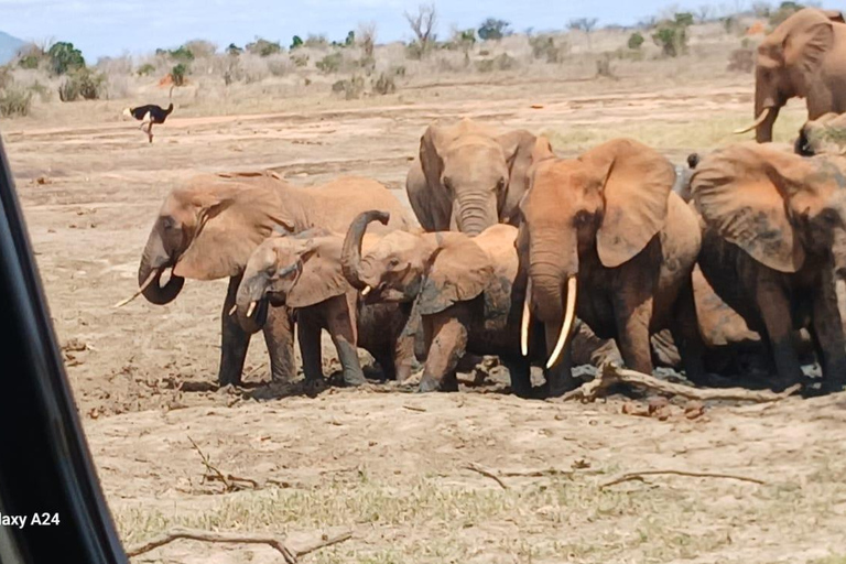 Watamu/Malindi: 2-Day Tsavo East Safari