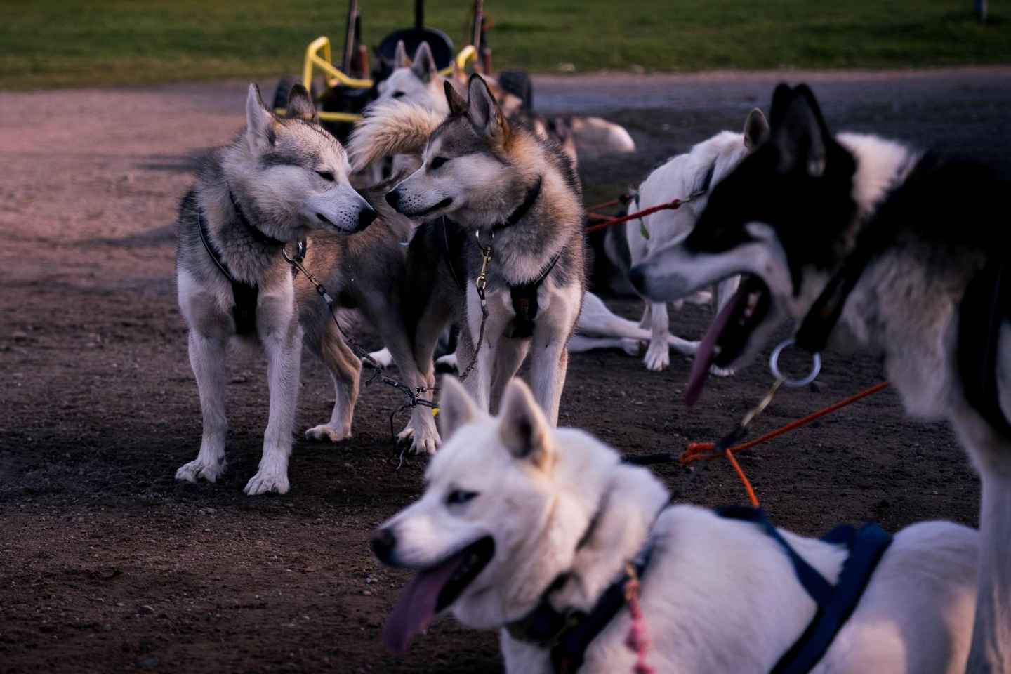 Rovaniemi: Husky Safaríferð og 6-10 km Mushing Keyrsla
