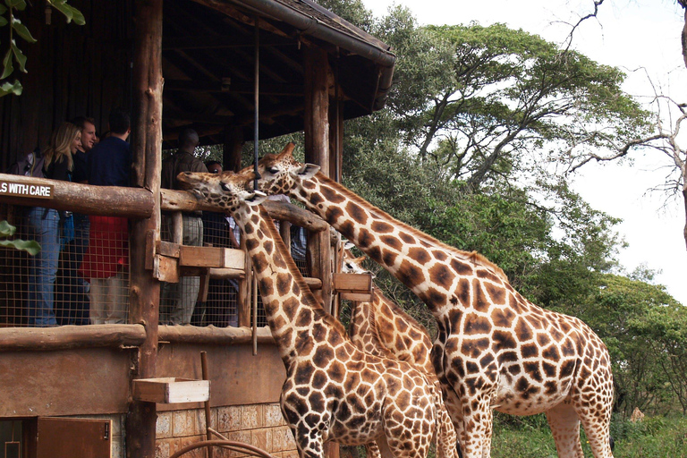 Nairobi: Giraffe Centre and Elephant Orphanage Giraffe Centre and Elephant Orphanage with entry fee