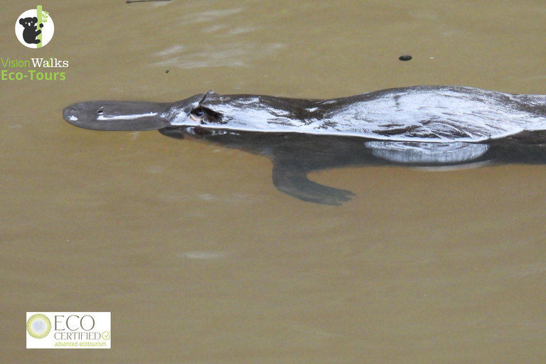 From Byron Bay: Platypus Spotting Walk