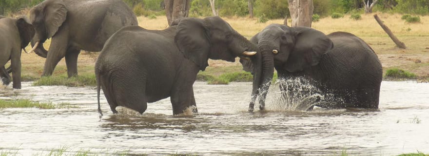 Delta de l'Okavango : Circuit avec safaris et excursions en mokoro
