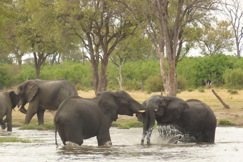 Salt Pans &amp; Delta: Tour with game drives, mokoro &amp; boat trip