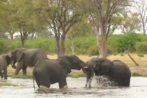 Okavango Delta: Tour with game drives & mokoro trips