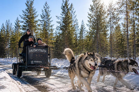 Rovaniemi: Your First Husky Sled Ride & Husky Farm Visit ⭐ 500m Husky Ride | Standard