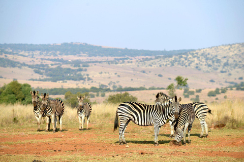 Cradle of Humankind & Rhino and Lion Nature Reserve Safari